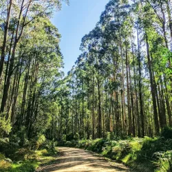 Bunyip State Park - Pakenham
