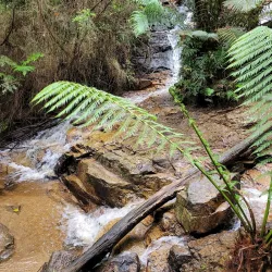 Bunyip State Park - Pakenham