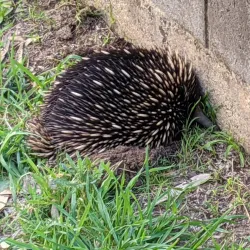 Cardinia Creek Trail - Pakenham