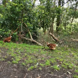 Cardinia Creek Trail - Pakenham