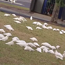 Toomuc Reserve - Pakenham