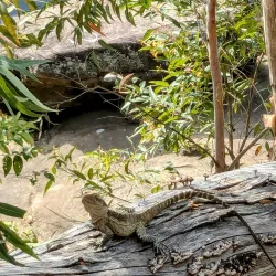 Lake Parramatta Reserve - Parramatta