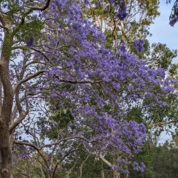 Parramatta Park - Parramatta