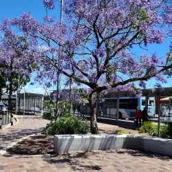 Nepean River - Penrith