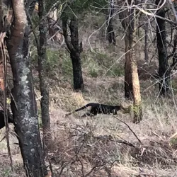 Mount Rouse Wildlife Reserve - Penshurst