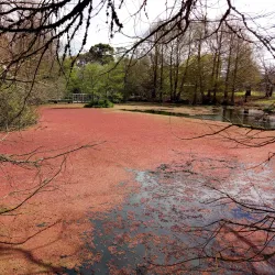 Penshurst Botanic Gardens - Penshurst