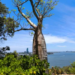 Kings Park and Botanic Garden - Perth