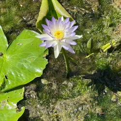 Bitter Springs - Pine Creek