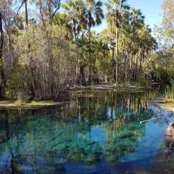 Mataranka Thermal Pools - Pine Creek