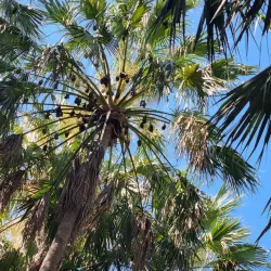 Mataranka Thermal Pools - Pine Creek