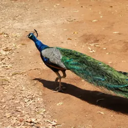Mataranka Thermal Pools - Pine Creek