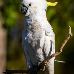 Pine Creek Heritage Walk - Pine Creek
