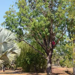 Pine Creek Heritage Walk - Pine Creek