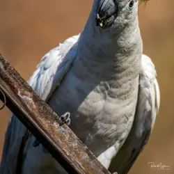 Pine Creek Heritage Walk - Pine Creek