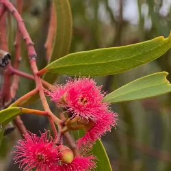 Australian Arid Lands Botanic Garden - Walking Trails - Port Augusta