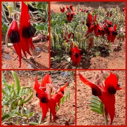 Australian Arid Lands Botanic Garden - Port Augusta