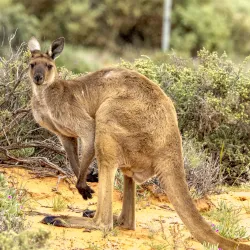 Australian Arid Lands Botanic Garden - Port Augusta