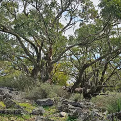 Mount Brown Conservation Park - Port Augusta