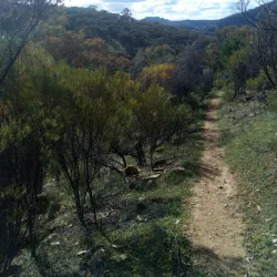 Mount Brown Conservation Park - Port Augusta