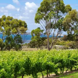 Boston Bay Winery - Port Lincoln