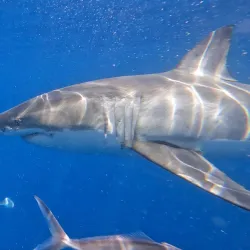 Shark Cage Diving - Port Lincoln