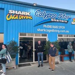 Shark Cage Diving - Port Lincoln