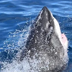 Shark Cage Diving - Port Lincoln