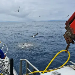 Shark Cage Diving - Port Lincoln