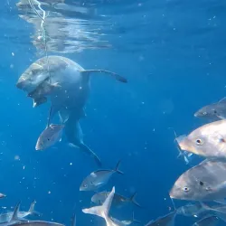 Shark Cage Diving - Port Lincoln