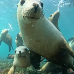 Shark Cage Diving - Port Lincoln