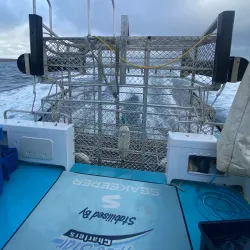 Shark Cage Diving - Port Lincoln