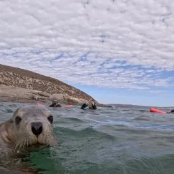 Shark Cage Diving - Port Lincoln