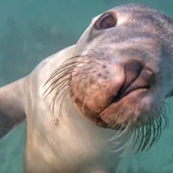 Shark Cage Diving - Port Lincoln