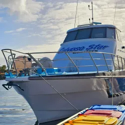 Shark Cage Diving - Port Lincoln