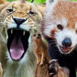 Billabong Zoo - Port Macquarie