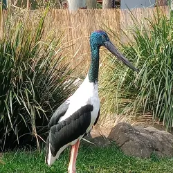 Billabong Zoo - Port Macquarie