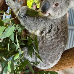 Billabong Zoo - Port Macquarie