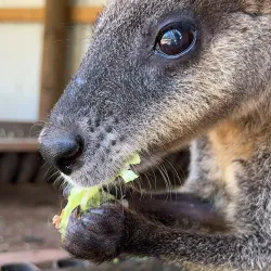 Billabong Zoo - Port Macquarie