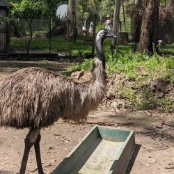 Billabong Zoo - Port Macquarie