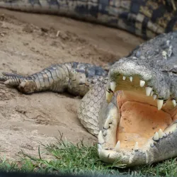 Billabong Zoo - Port Macquarie