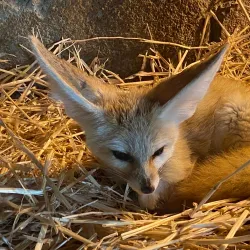 Billabong Zoo - Port Macquarie