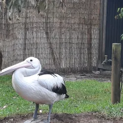 Billabong Zoo - Port Macquarie