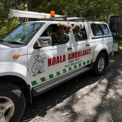 Koala Hospital - Port Macquarie