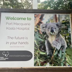 Koala Hospital - Port Macquarie