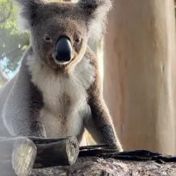 Koala Hospital - Port Macquarie