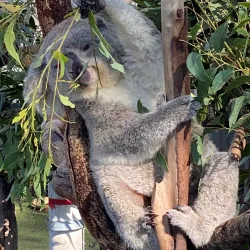 Koala Hospital - Port Macquarie