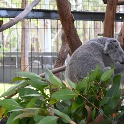 Koala Hospital - Port Macquarie