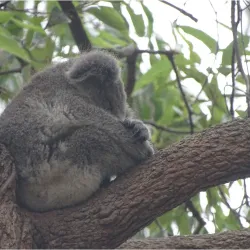 Koala Hospital - Port Macquarie