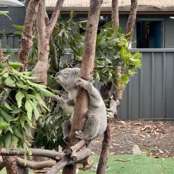 Koala Hospital - Port Macquarie