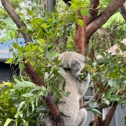 Koala Hospital - Port Macquarie